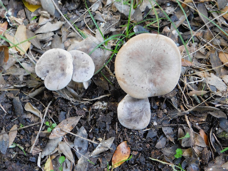 2 Fotog.il 18.12.2021 sotto Leccio